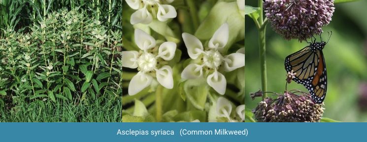 Common Milkweed in a garden, with closeups of butterflies and milkweed flowers.